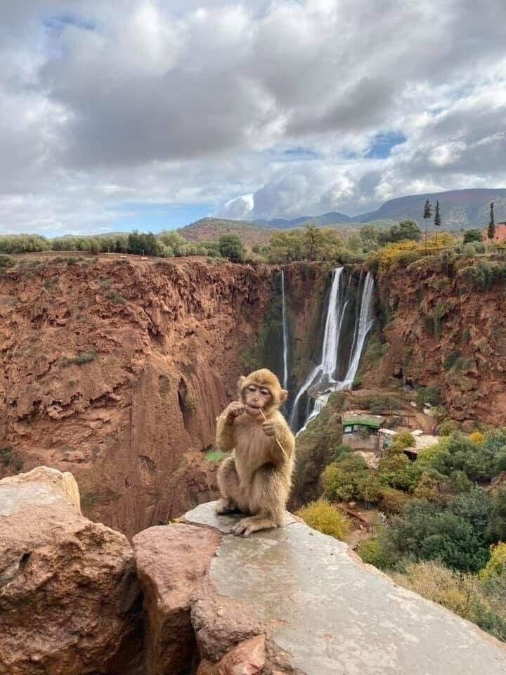 Ouzoud Waterfalls Day Trip from Marrakech Atlas Escape
