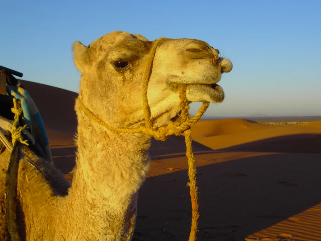 Escursione a dorso di cammello tra le dune di sabbia dorata durante un itinerario in Marocco a ottobre Escursione a dorso di cammello tra le dune di sabbia dorata durante un itinerario in Marocco a ottobre