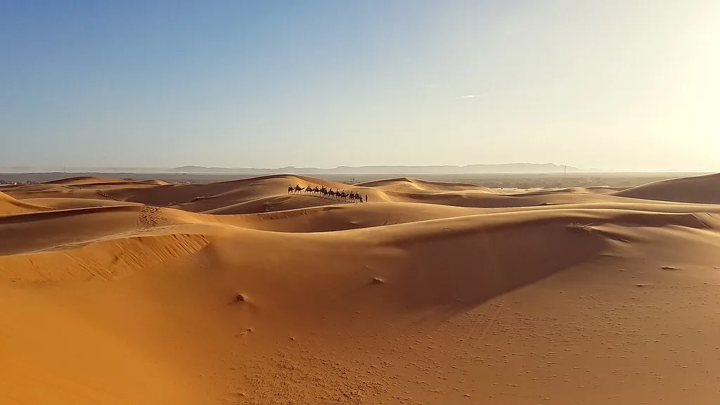 Voyageurs en excursion à dos de chameau dans le désert du Sahara
